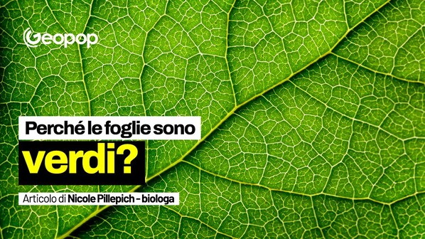 Foglie verdi