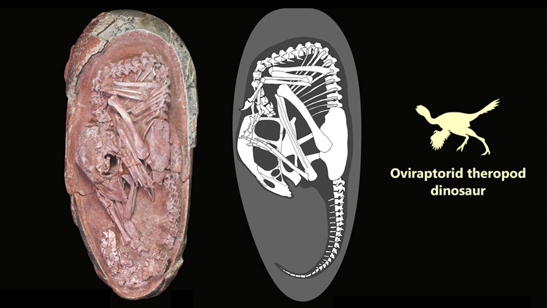 Uova-dinosauro