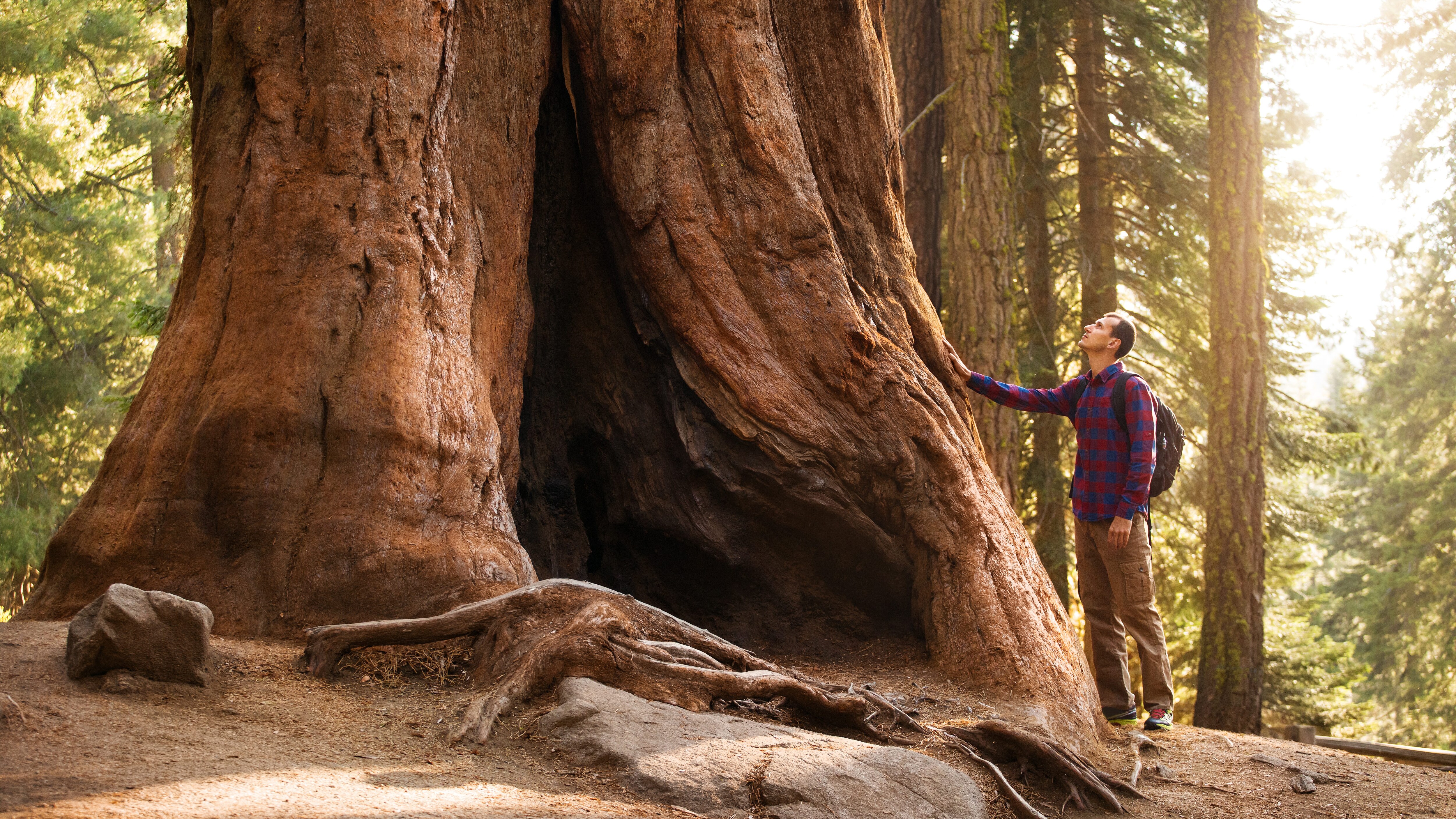 Sequoia gigante