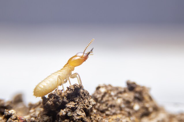 termite