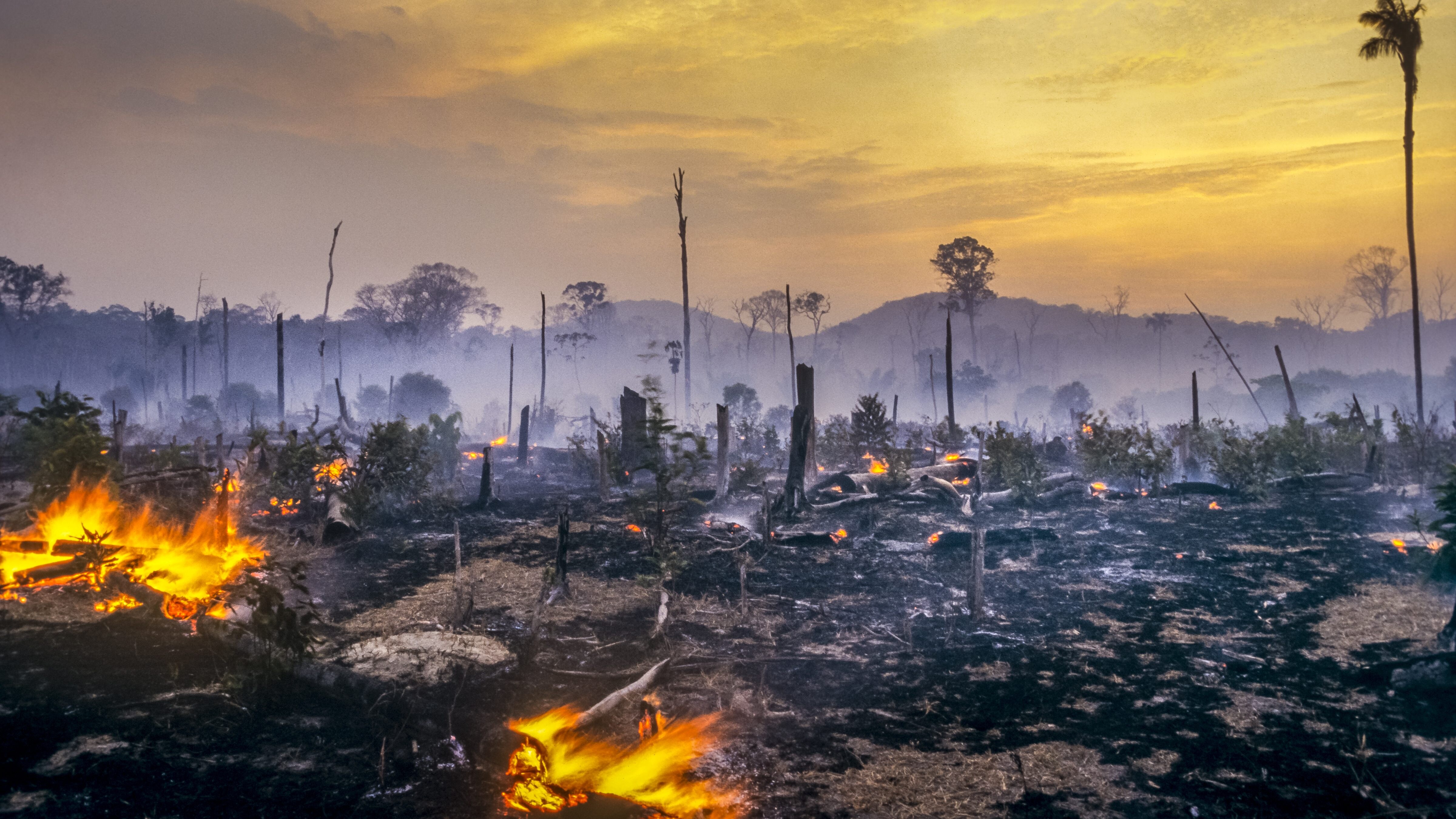 Copertina deforestazione