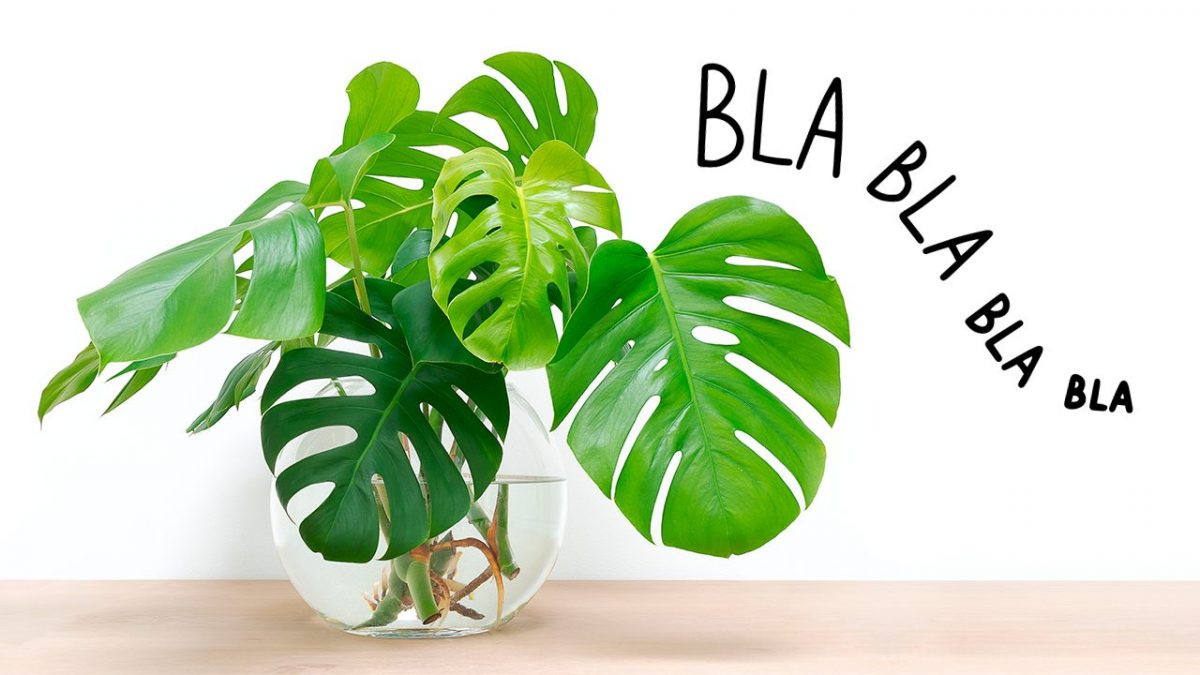 parlare con le piante