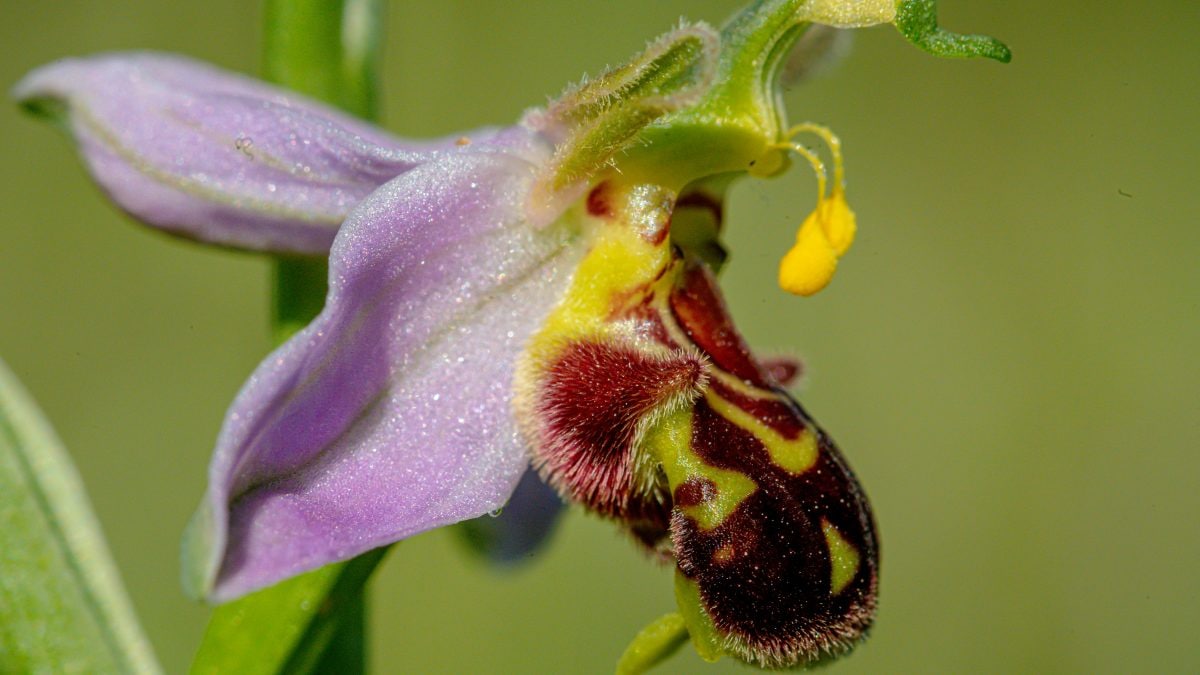 Ophrys apifera