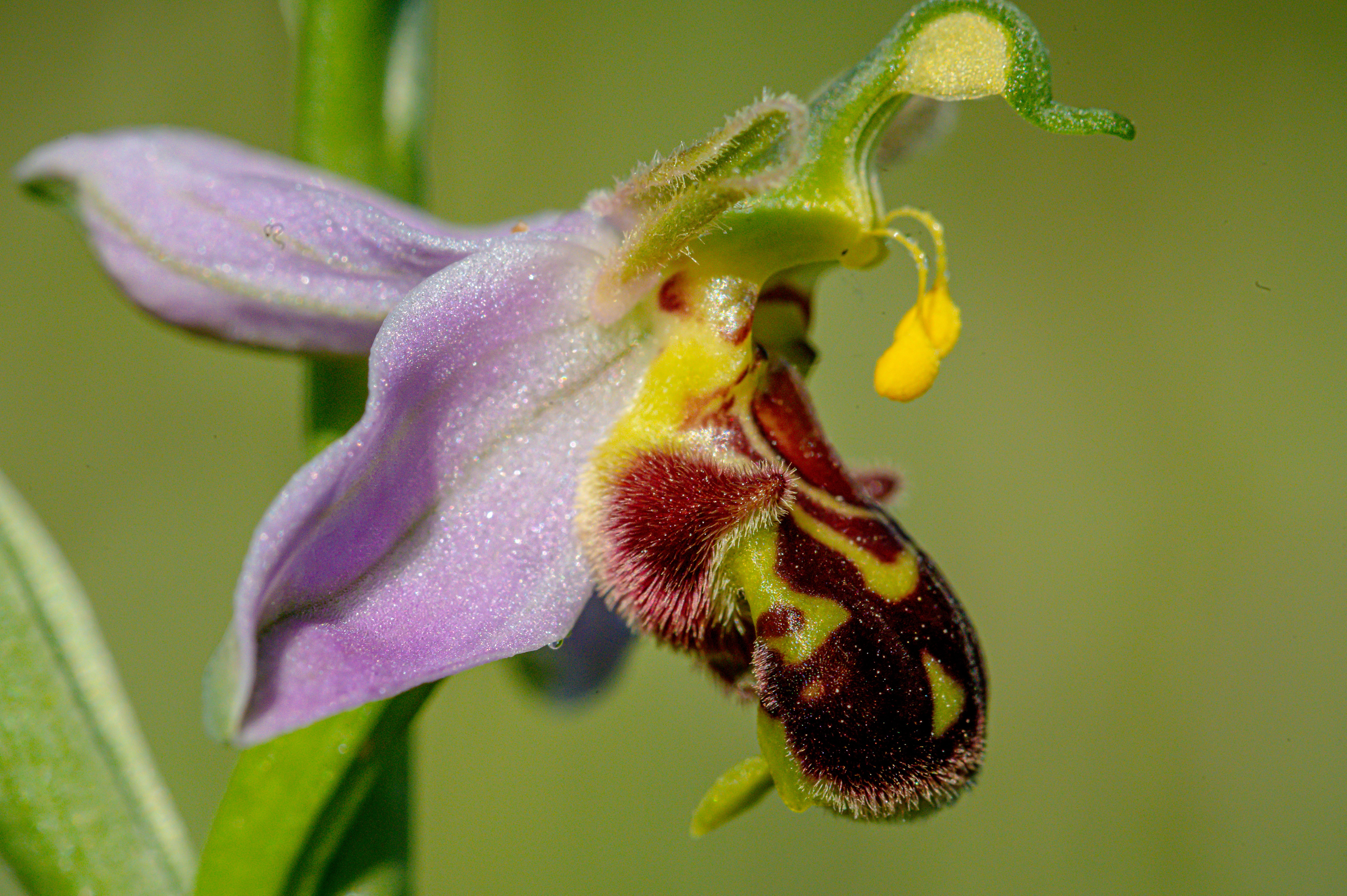 Ophrys apifera