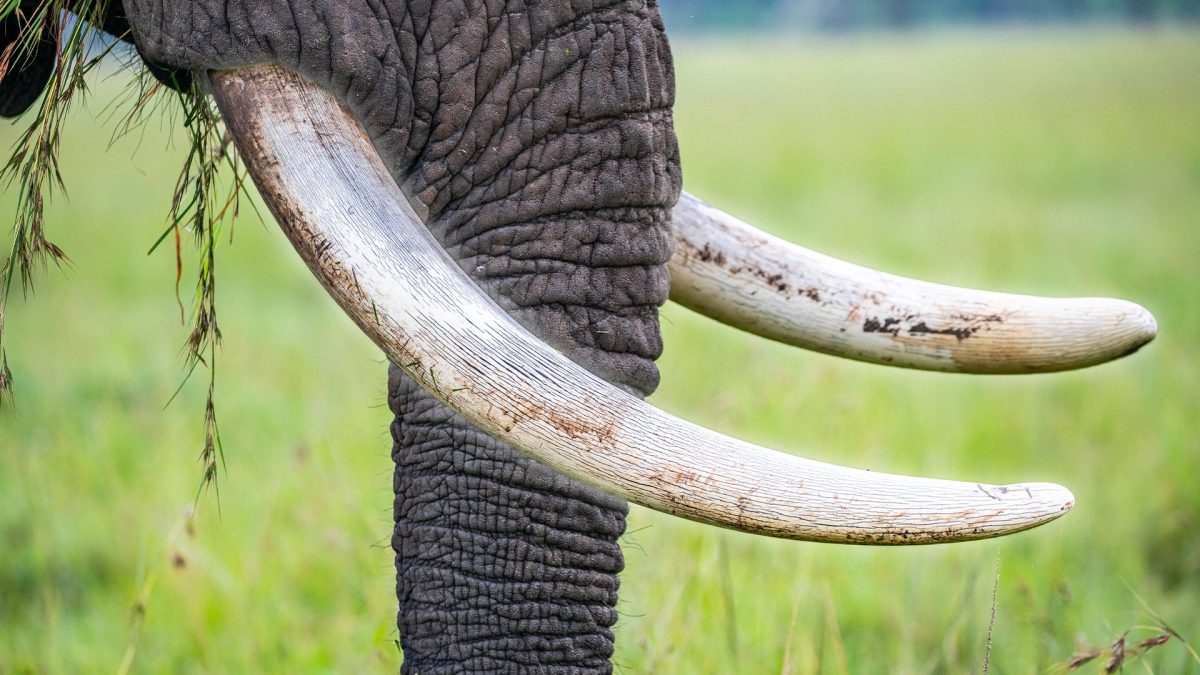 avorio-elefanti