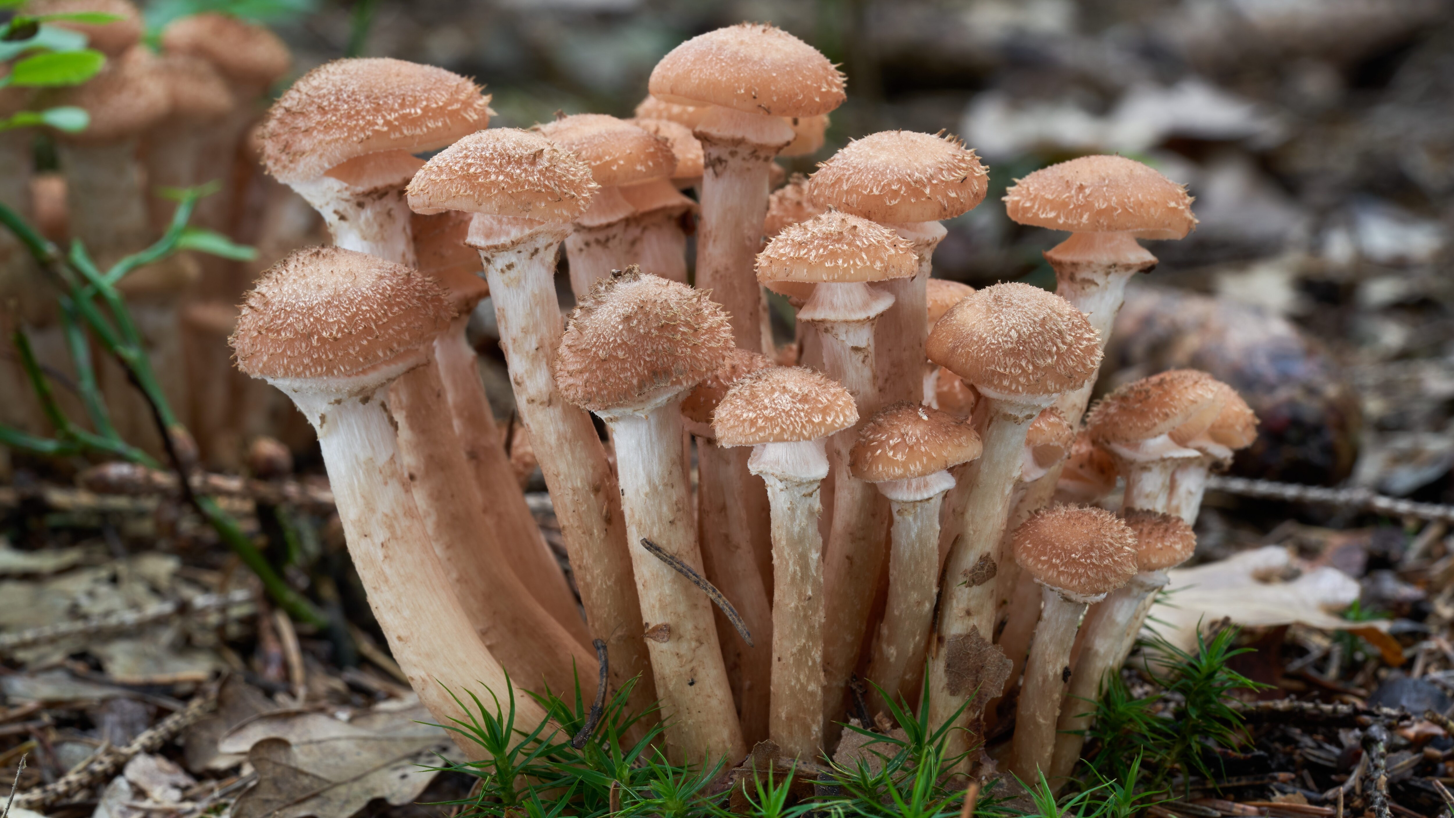 Armillaria ostoyae