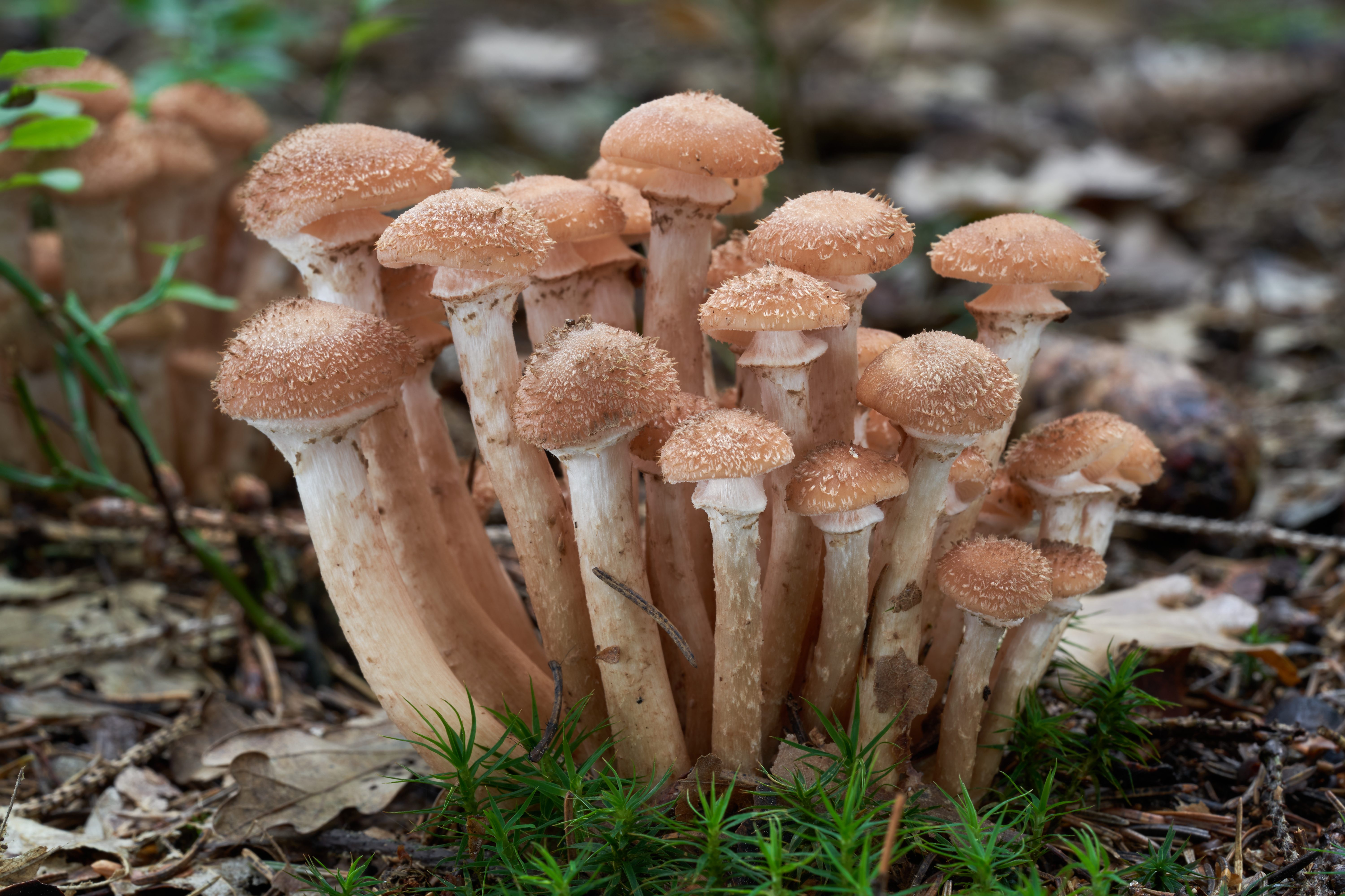 Armillaria ostoyae