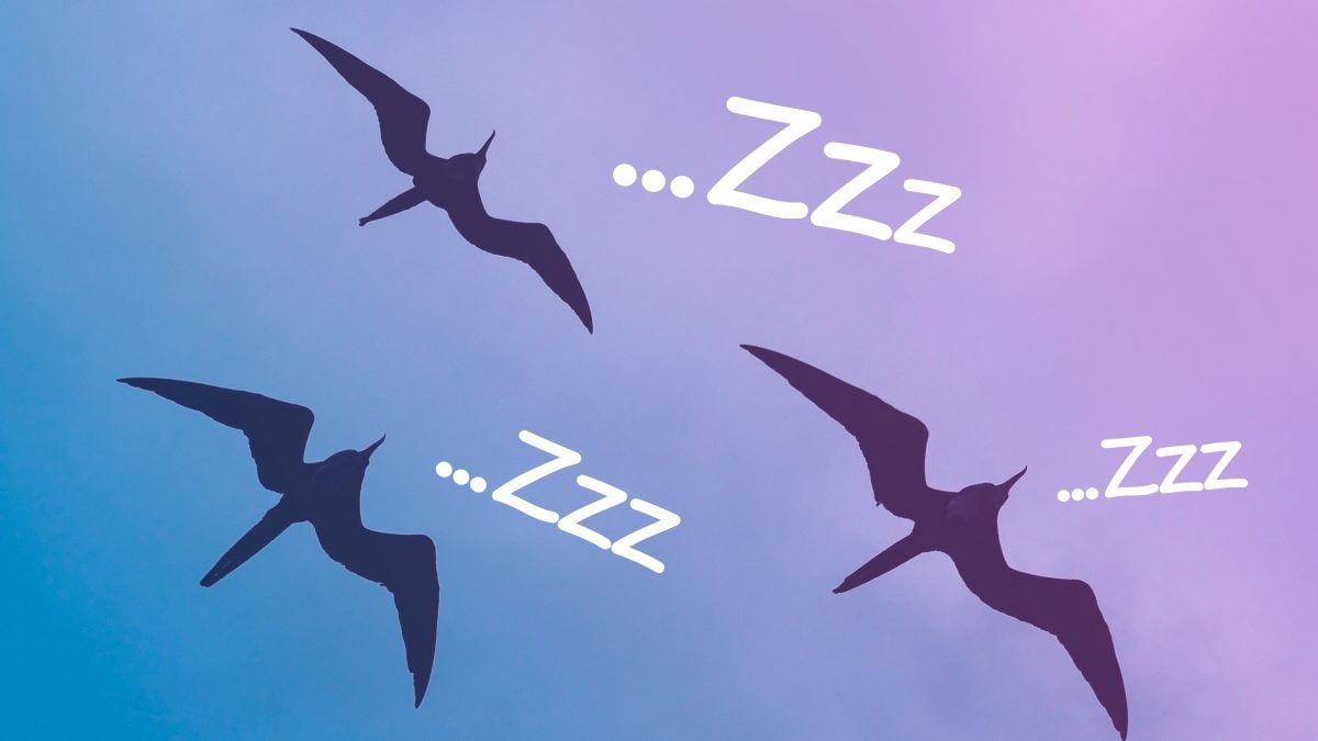 fregata minoreuccelli dormono in volo