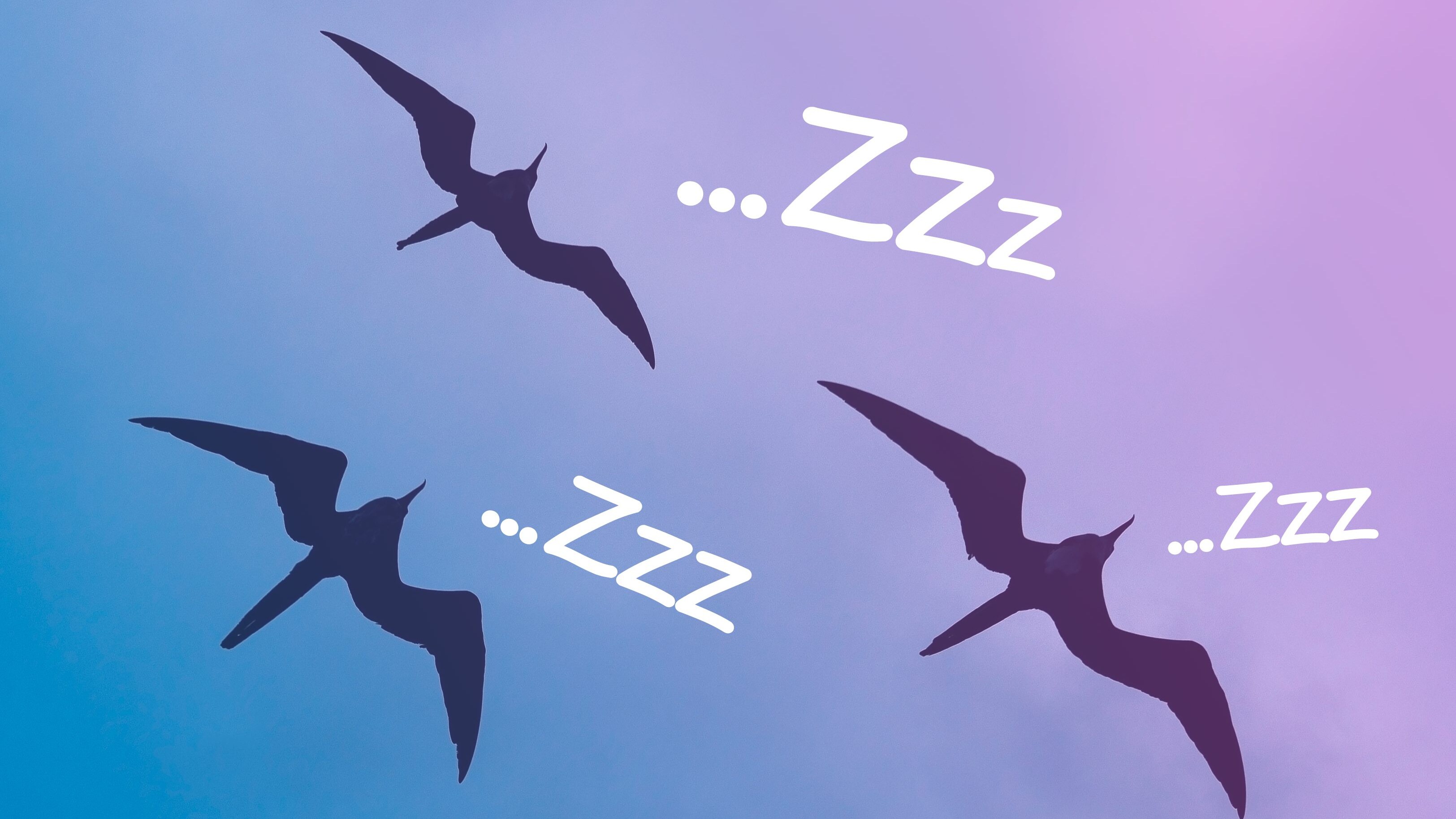 fregata minoreuccelli dormono in volo