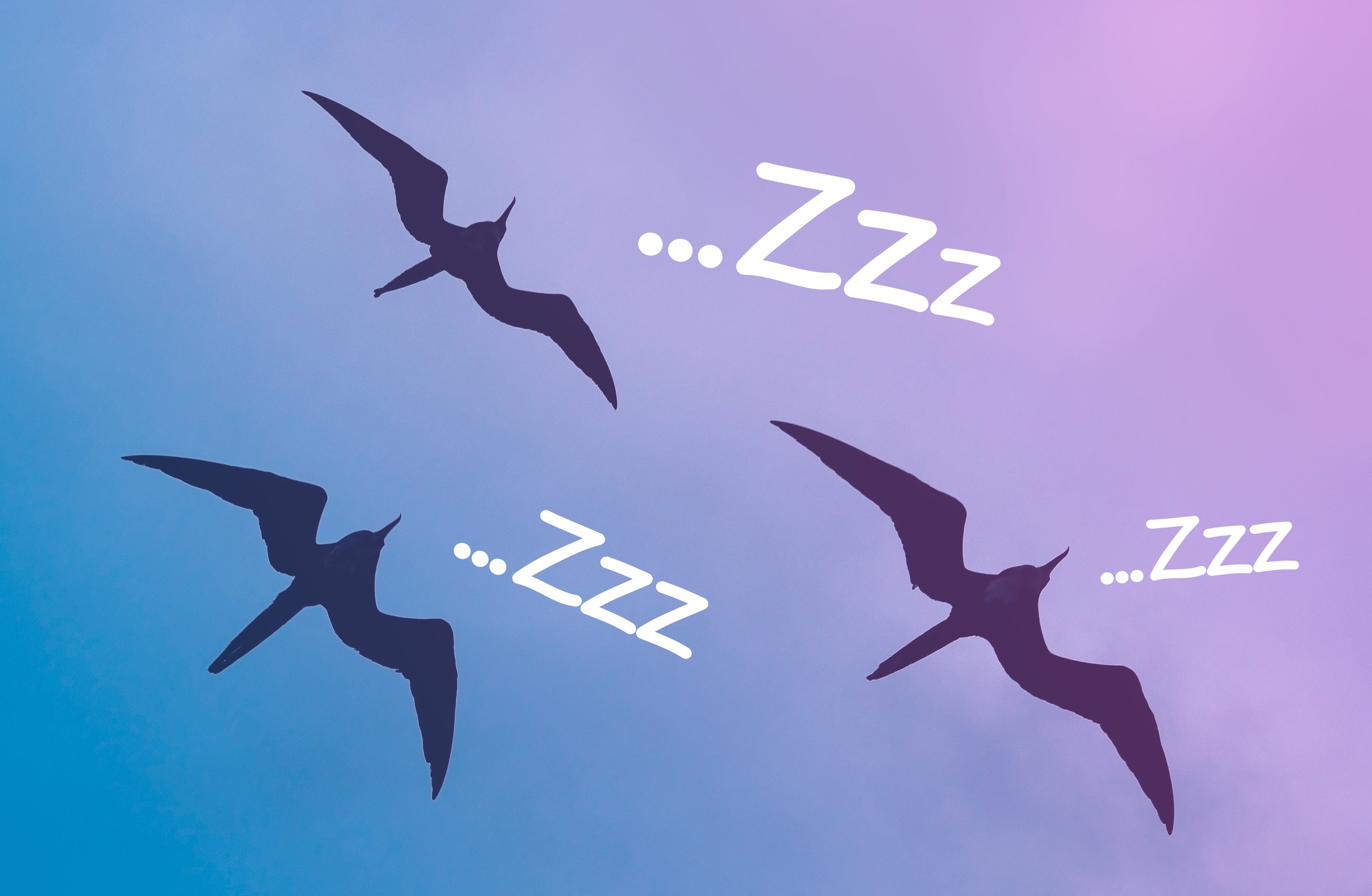 fregata minoreuccelli dormono in volo