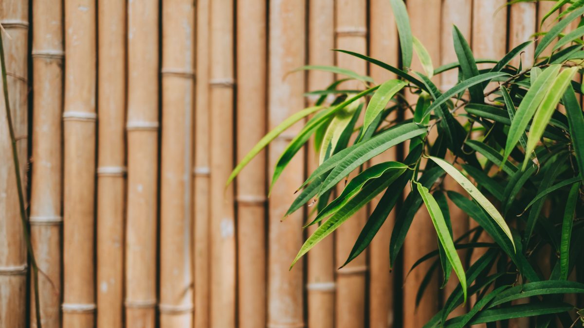 bambù1