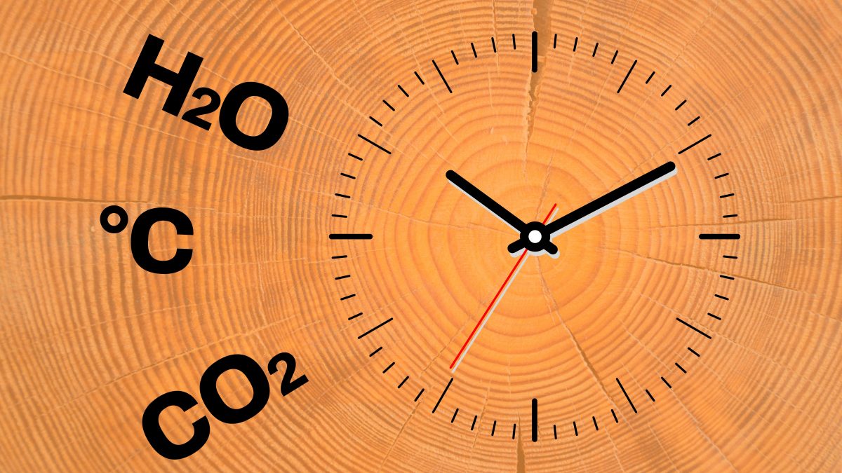 dendrocronologia2