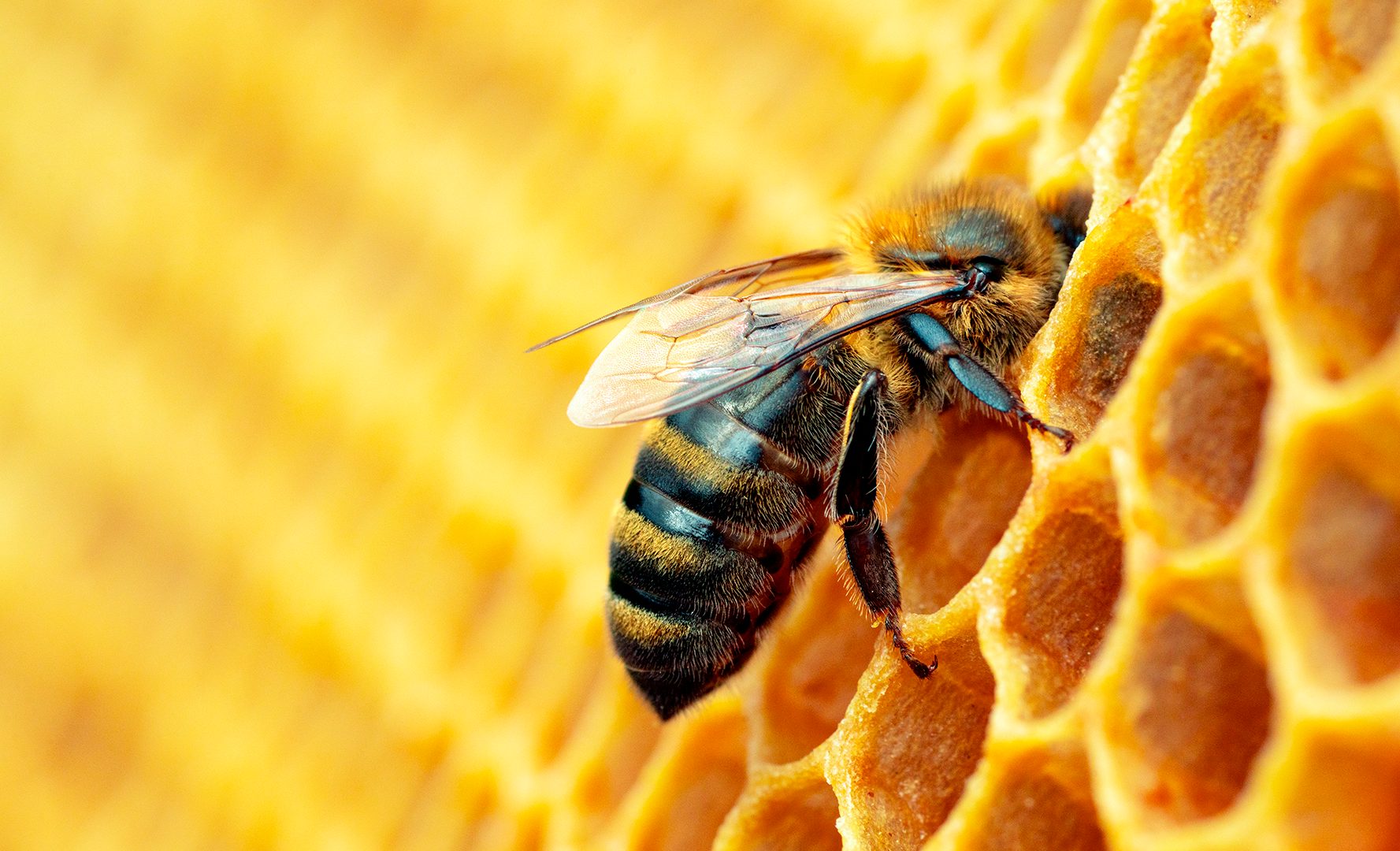 La società delle api: come è composta e come è organizzata la gerarchia La società delle api: come è composta e come è organizzata la gerarchia