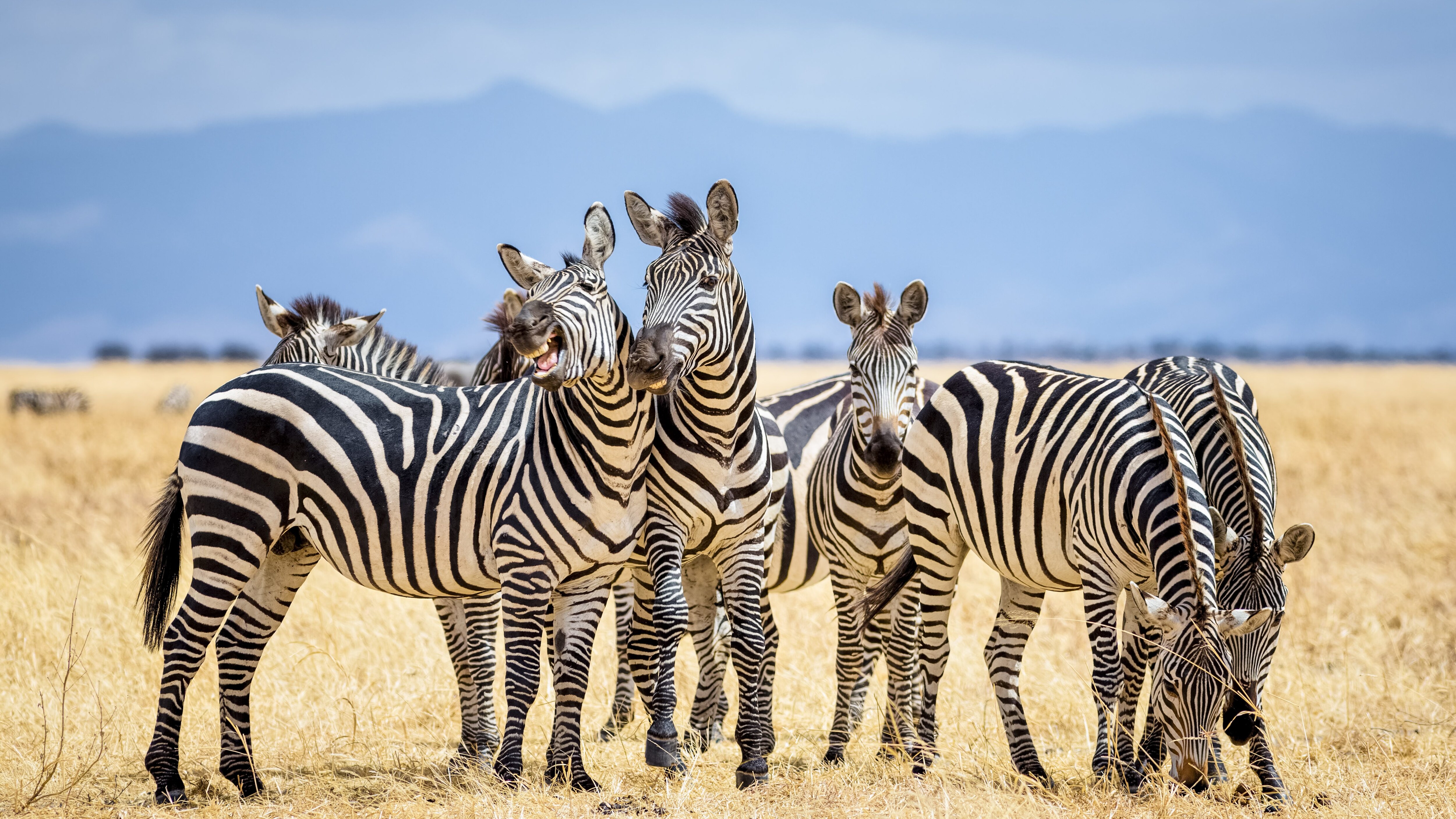 zebra righe