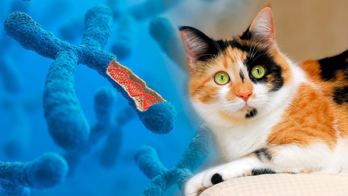 gatto_tricolore_dna