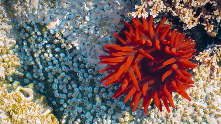actinia equina
