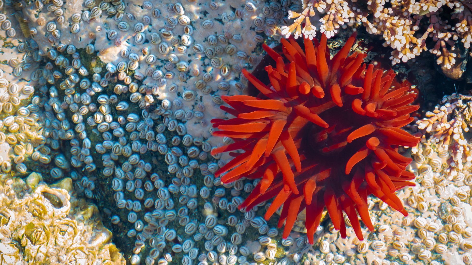 Anemoni Di Mare Colorati Amphiprioninae Wikipedia Anemoni Di Mare Colorati Amphiprioninae Wikipedia