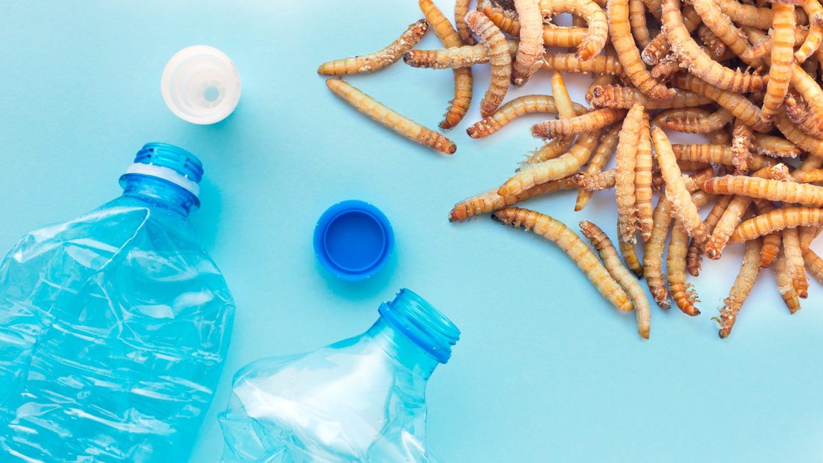 animanimali mangia plasticaali mangia plastica