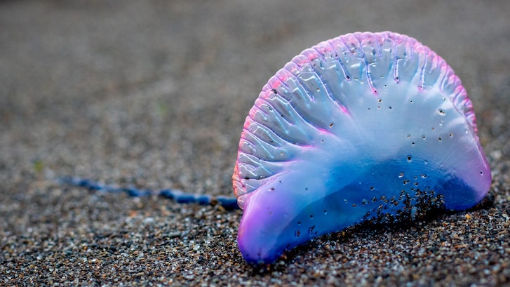 caravella portoghese1