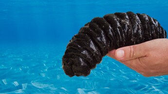 cetriolo di mare