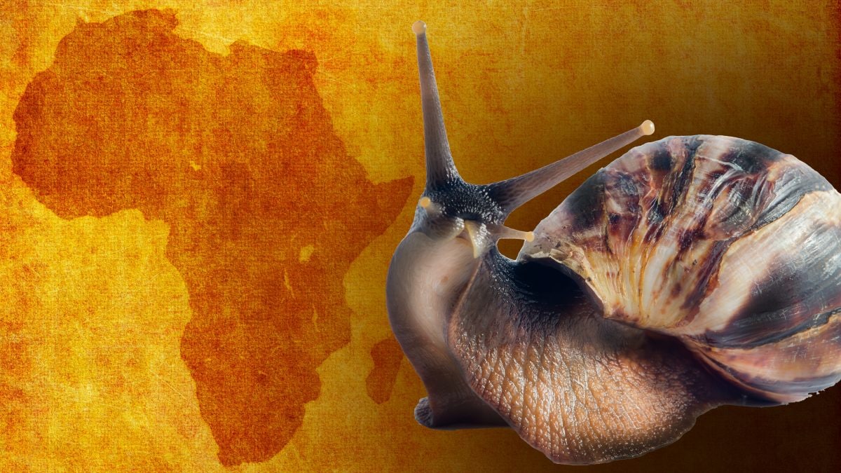 lumaca gigante africana