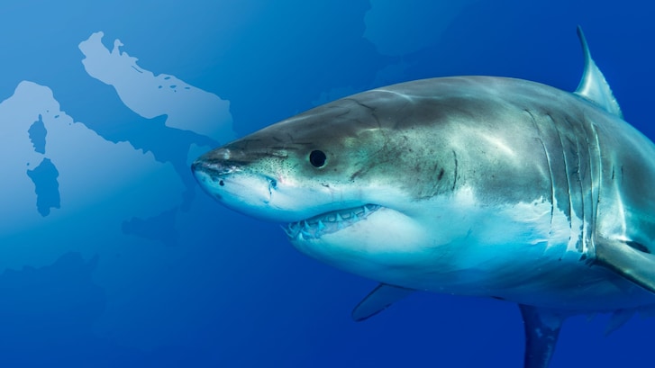 squalo mediterraneo