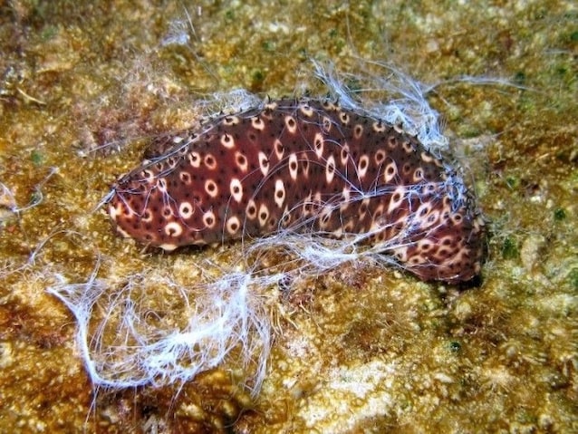 Holothuria_sanctori_Cuvieran_Tubes