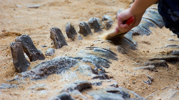 fossile