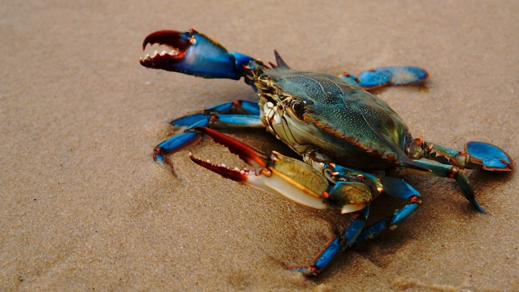granchio blu