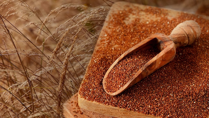 coltivazioni teff