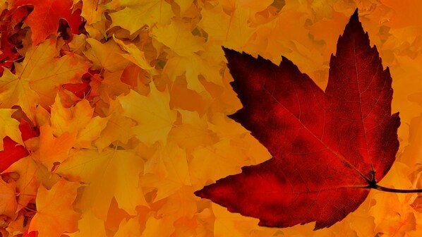 foglie d'autunno