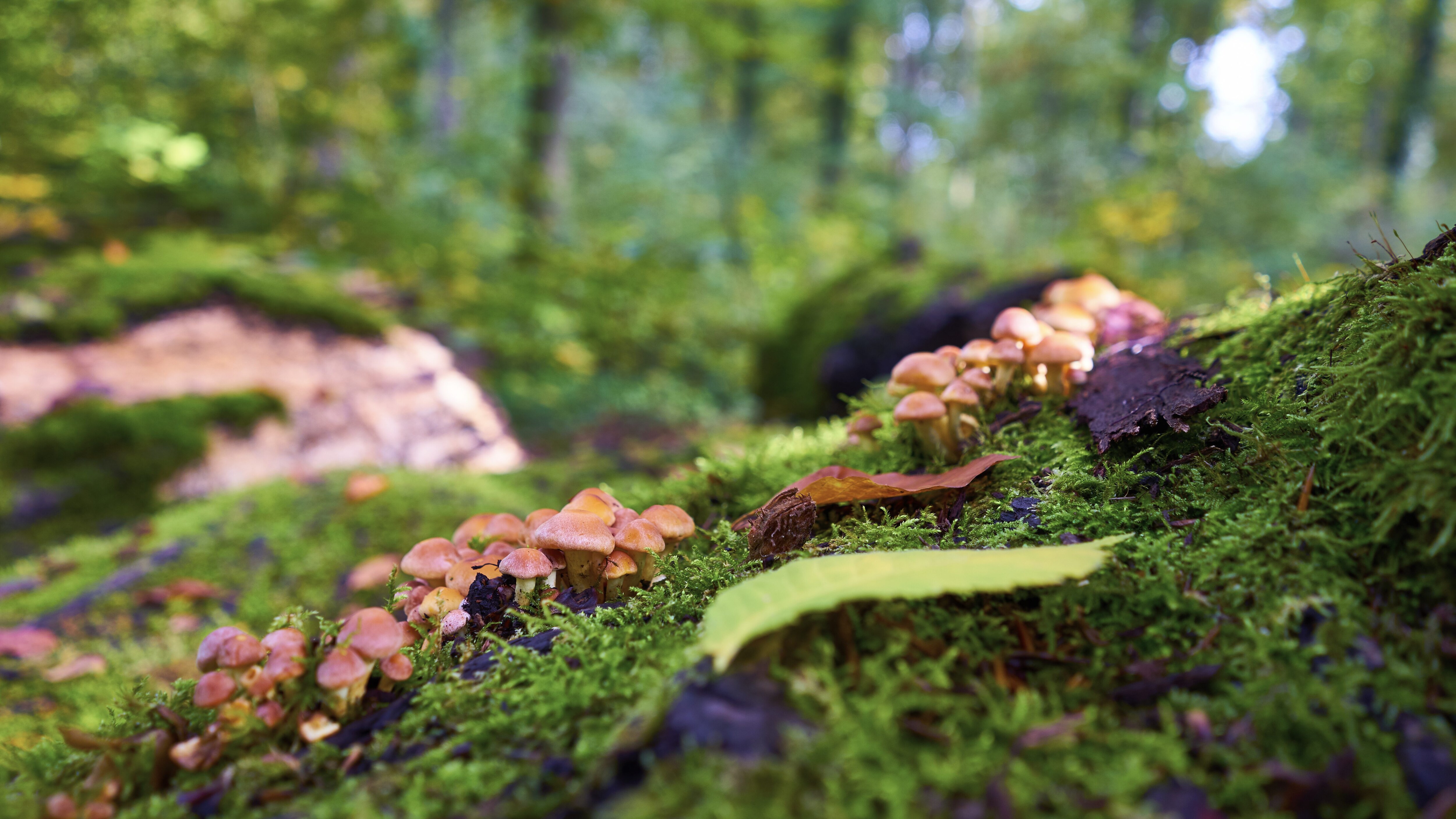 funghi bosco