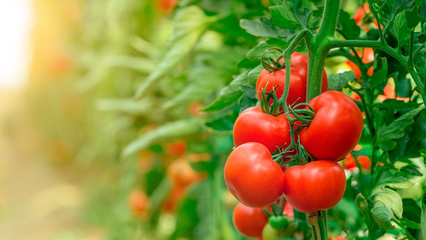 pomodoro pianta
