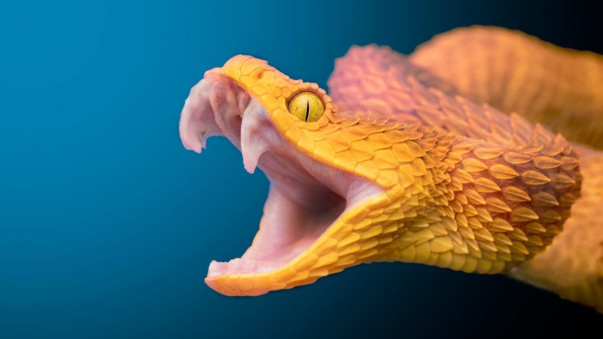 serpente velenoso