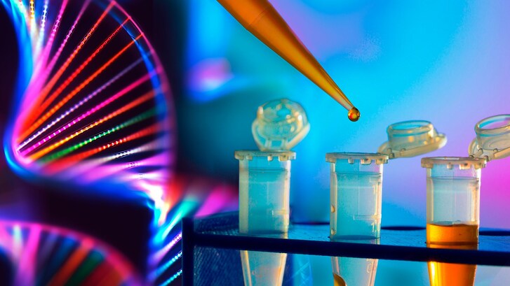 PCR DNA
