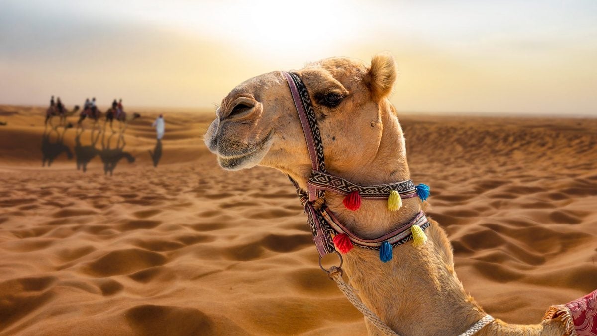 paradosso_del_cammello_enigma_del_cammelliere