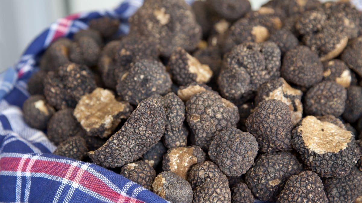 tartufo cesto