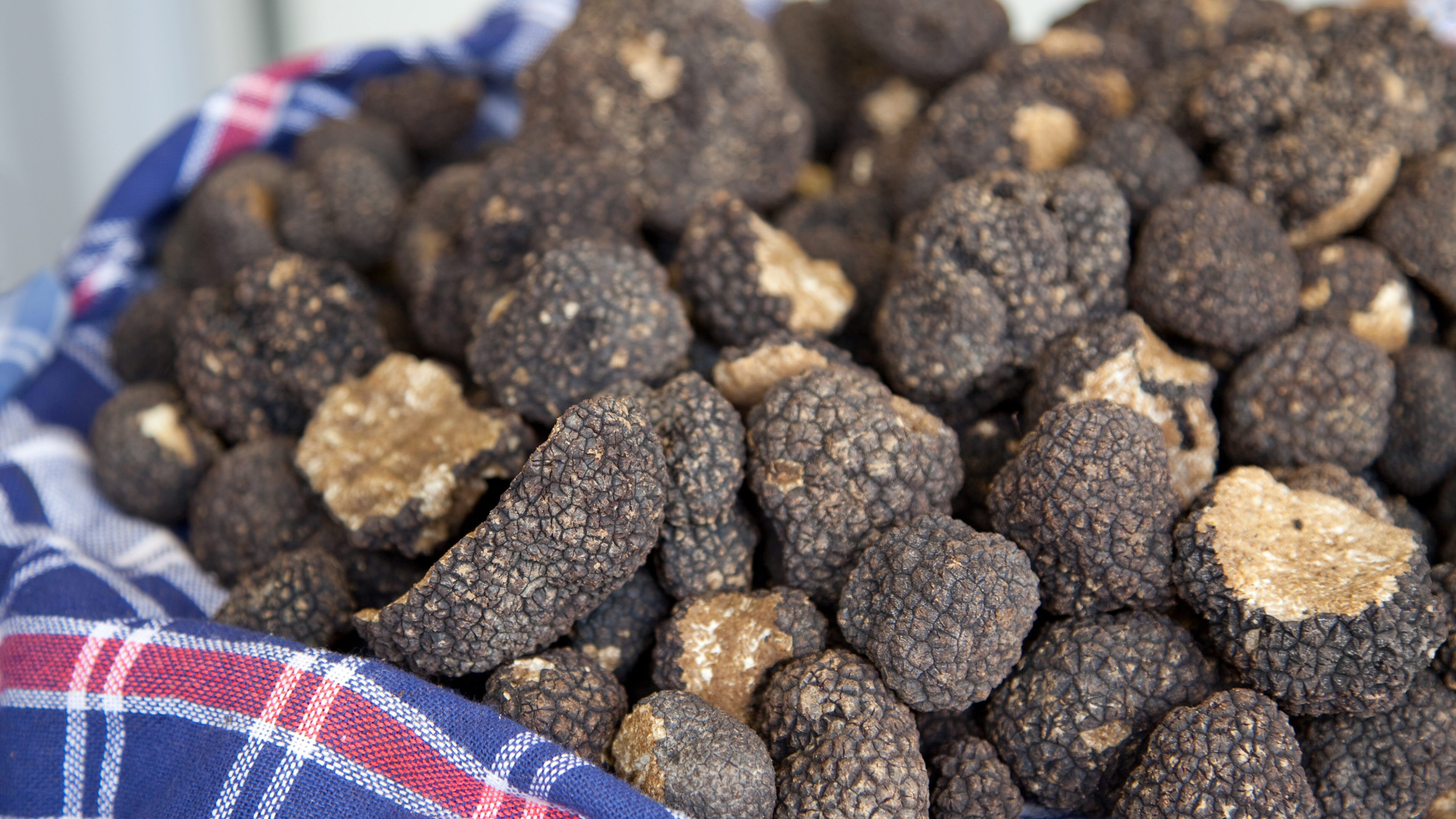 tartufo cesto