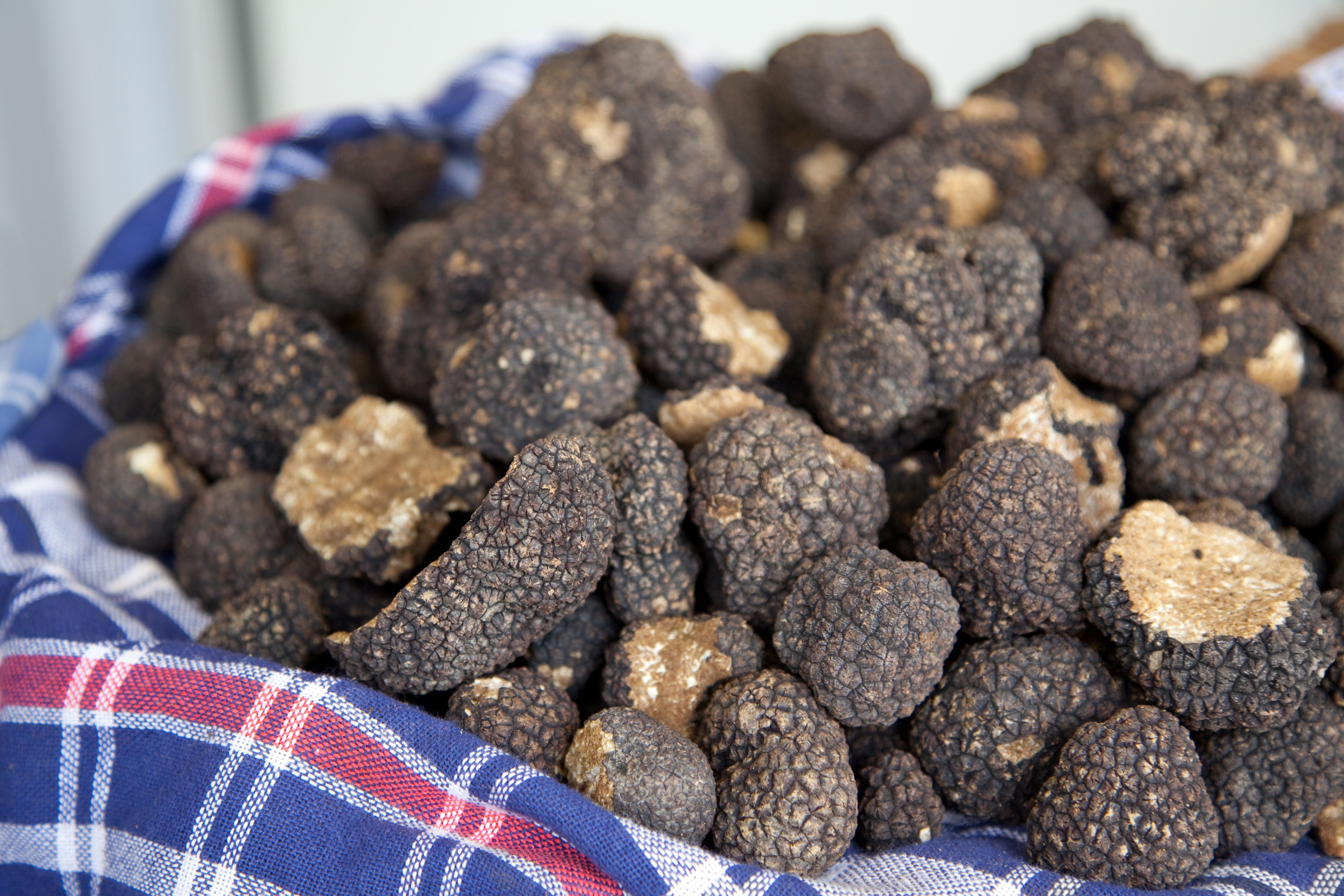 tartufo cesto