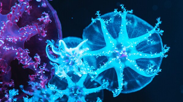 bioluminescenza