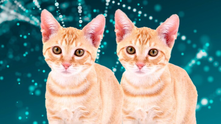 clonazione gatti