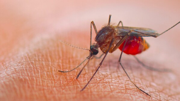 malaria gene drive