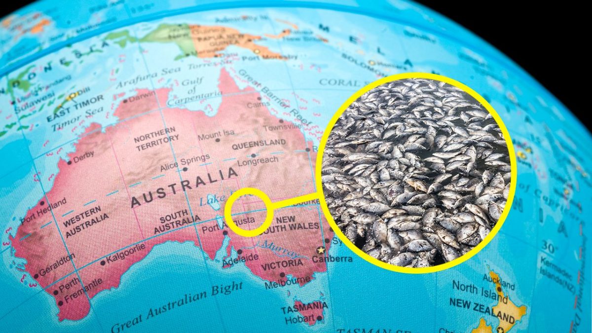 Australia moria pesci milione