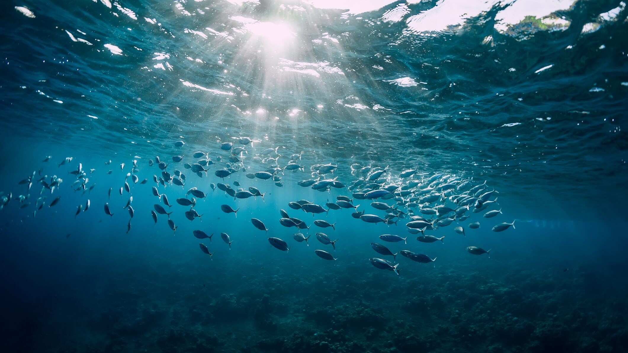 accordo onu protezione oceani e mari