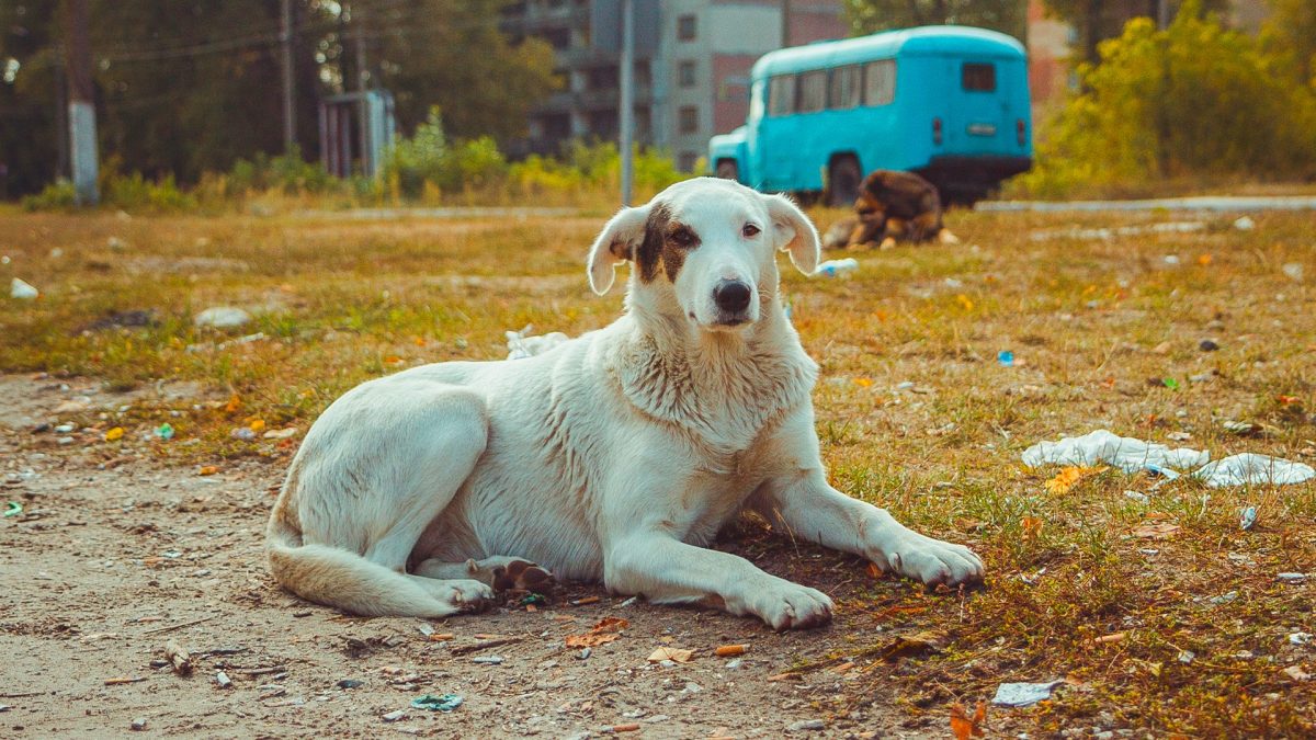 cani mutanti chernobyl
