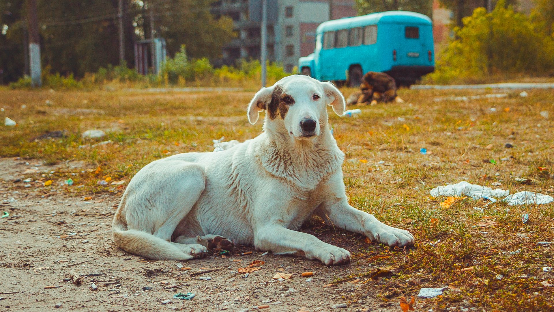 Animali Mutati Chernobyl Animali Mutati Chernobyl