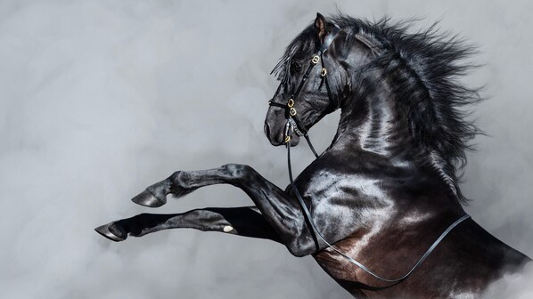 cavallo vapore