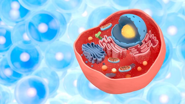cellula eucariote cos e