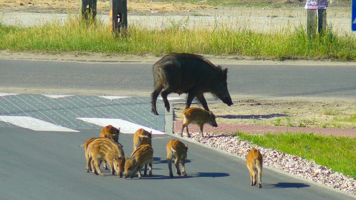 cinghiale città