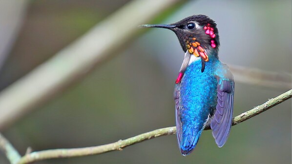 colibri elena